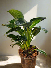 Philodendron ‘Birkin’ features striking white pinstriped foliage and easy care, making it a stylish, tropical houseplant for any indoor plant collection