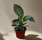 Philodendron ‘Birkin’ features striking white pinstriped foliage and easy care, making it a stylish, tropical houseplant for any indoor plant collection