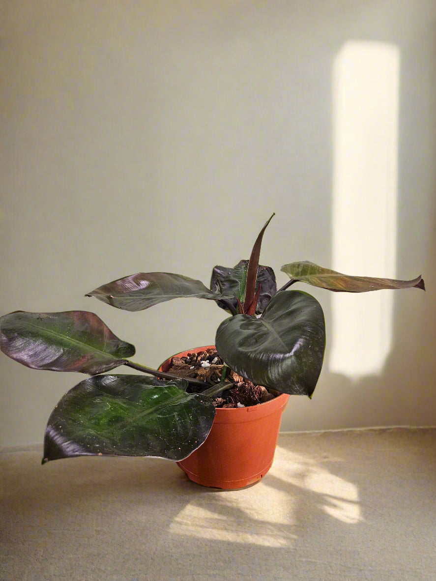 black knight philodendron Philodendron 'Black Cardinal' Rare Plant (Philodendron erubescens) – Jungle Relics