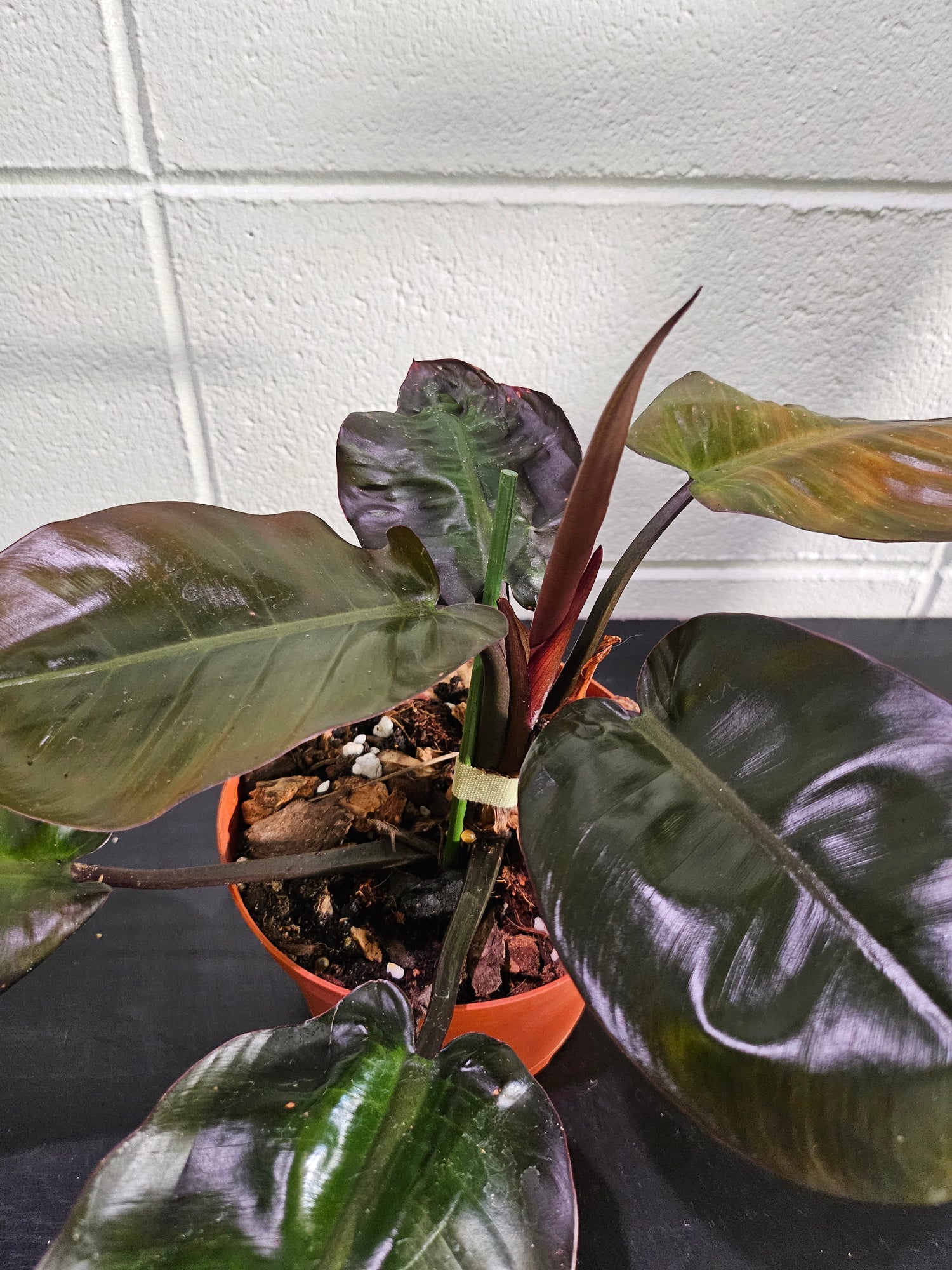 philodendron black cardinal scientific name Philodendron 'Black Cardinal' Rare Plant (Philodendron erubescens) – Jungle Relics