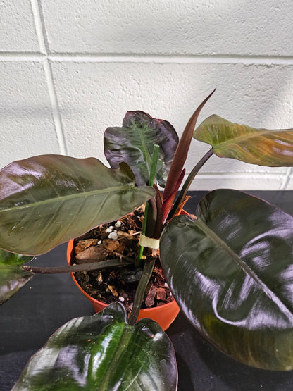 Philodendron &
