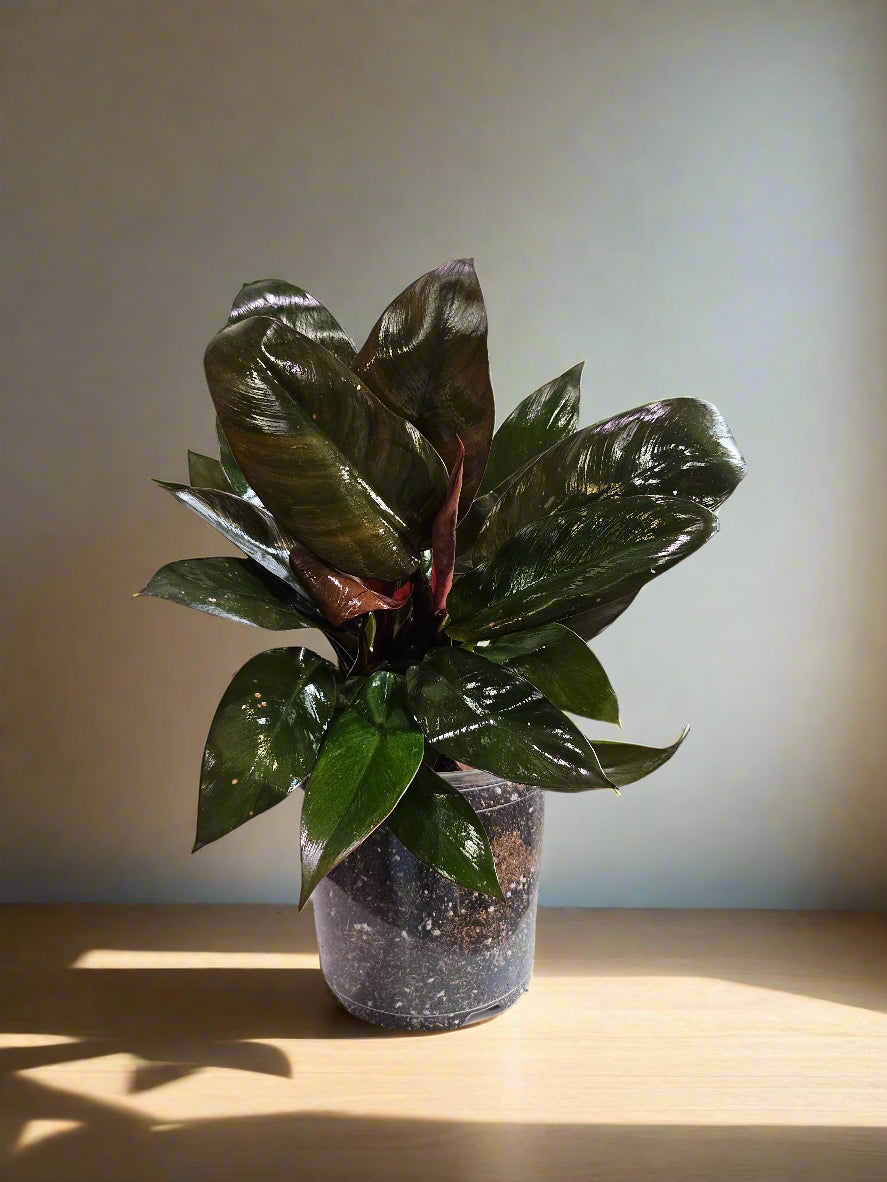 Philodendron &