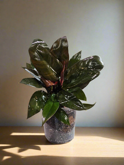 Philodendron &
