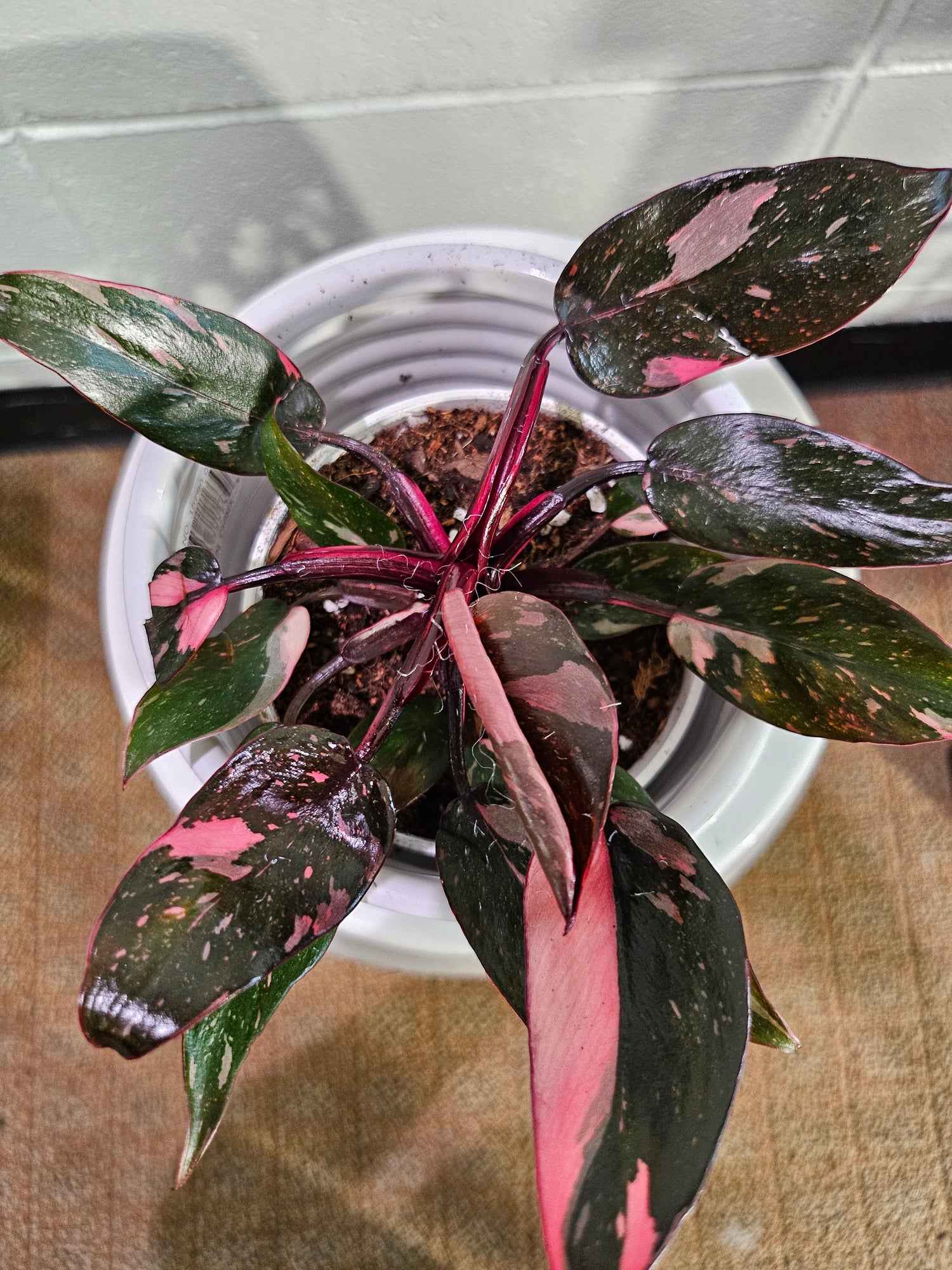Philodendron Black Cherry Princess stuns with dark green leaves marbled in cherry red and blush. A rare, dramatic beauty that adds gothic flair to any space.