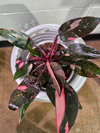 Philodendron Black Cherry Princess stuns with dark green leaves marbled in cherry red and blush. A rare, dramatic beauty that adds gothic flair to any space.