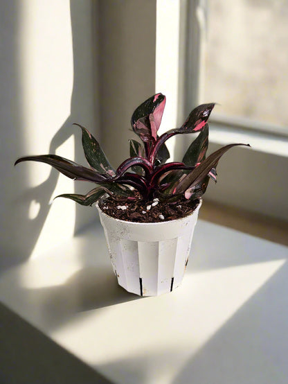 Philodendron Black Cherry Princess stuns with dark green leaves marbled in cherry red and blush. A rare, dramatic beauty that adds gothic flair to any space.