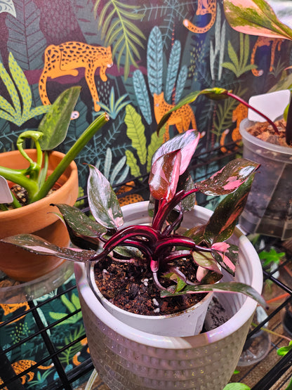 Philodendron Black Cherry Princess stuns with dark green leaves marbled in cherry red and blush. A rare, dramatic beauty that adds gothic flair to any space.