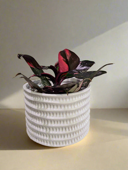 Philodendron Black Cherry Princess stuns with dark green leaves marbled in cherry red and blush. A rare, dramatic beauty that adds gothic flair to any space.