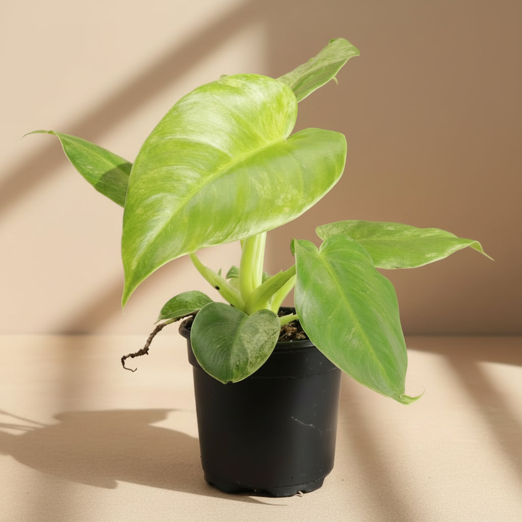 Philodendron Blizzard 4" (Philodendron giganteum ‘Blizzard’) with stunning white and green variegation. Thrives in bright indirect light. Rare tropical beauty.