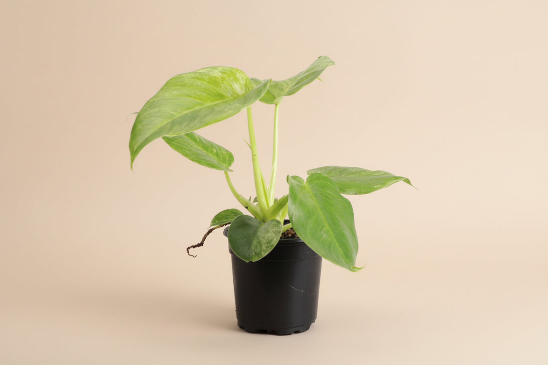 Philodendron Blizzard 4" (Philodendron giganteum ‘Blizzard’) with stunning white and green variegation. Thrives in bright indirect light. Rare tropical beauty.