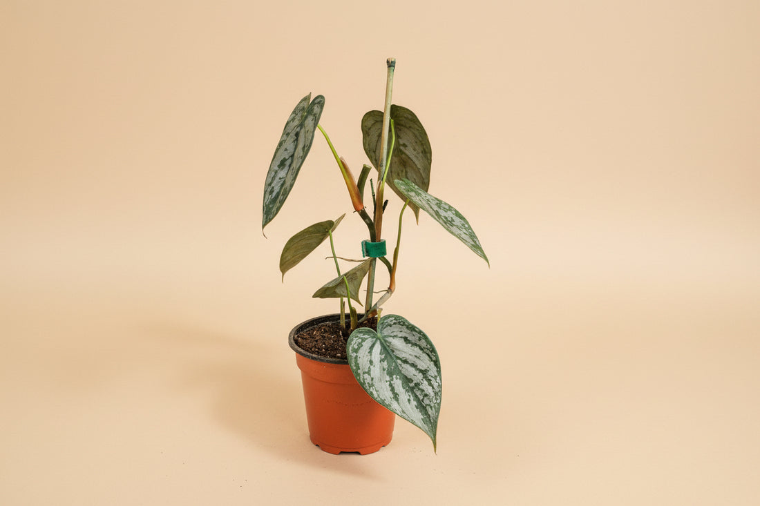 Philodendron Brandtianum features silver-splashed leaves and a climbing growth habit, making it an uncommon, easy-care aroid loved by collectors.