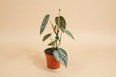 Philodendron Brandtianum features silver-splashed leaves and a climbing growth habit, making it an uncommon, easy-care aroid loved by collectors.