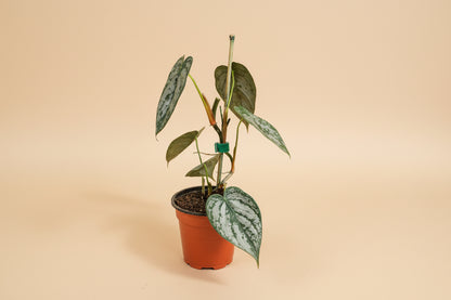 Philodendron Brandtianum features silver-splashed leaves and a climbing growth habit, making it an uncommon, easy-care aroid loved by collectors.
