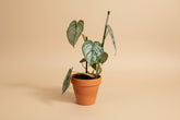 Philodendron Brandtianum features silver-splashed leaves and a climbing growth habit, making it an uncommon, easy-care aroid loved by collectors.