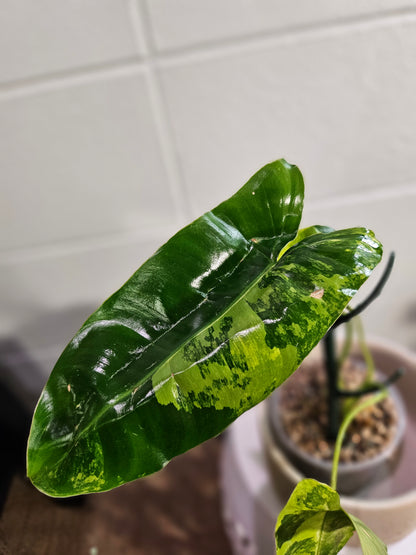 The Philodendron Burle Marx Variegated is a rare, fast-growing tropical stunner with glossy, marbled leaves and climbing vines—easy care, big impact.