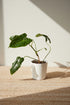 Philodendron Burle Marx is a must-have for plant enthusiasts looking to add natural texture, height, and beauty to their indoor oasis. Whether styled as a climbing centerpiece or a trailing accent, this leafy gem brings rainforest vibes straight to your home.