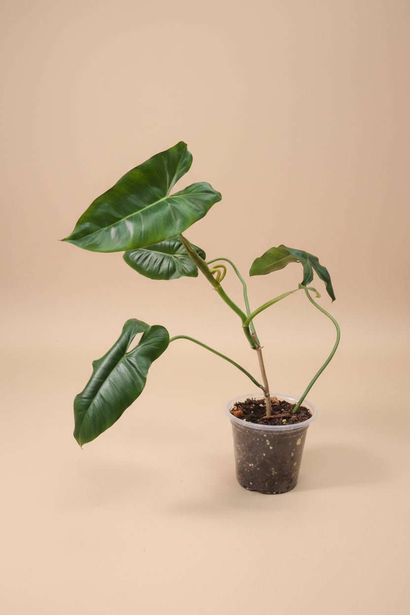 Philodendron Burle Marx is a must-have for plant enthusiasts looking to add natural texture, height, and beauty to their indoor oasis. Whether styled as a climbing centerpiece or a trailing accent, this leafy gem brings rainforest vibes straight to your home.