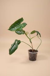 Philodendron Burle Marx is a must-have for plant enthusiasts looking to add natural texture, height, and beauty to their indoor oasis. Whether styled as a climbing centerpiece or a trailing accent, this leafy gem brings rainforest vibes straight to your home.
