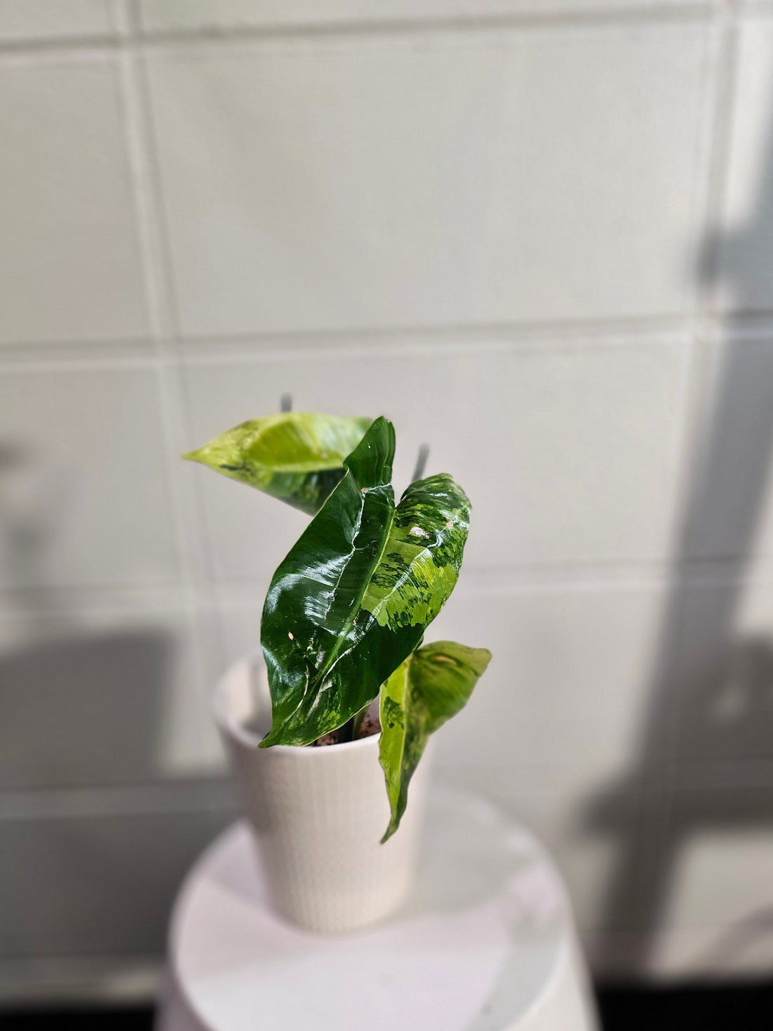 The Philodendron Burle Marx Variegated is a rare, fast-growing tropical stunner with glossy, marbled leaves and climbing vines—easy care, big impact.