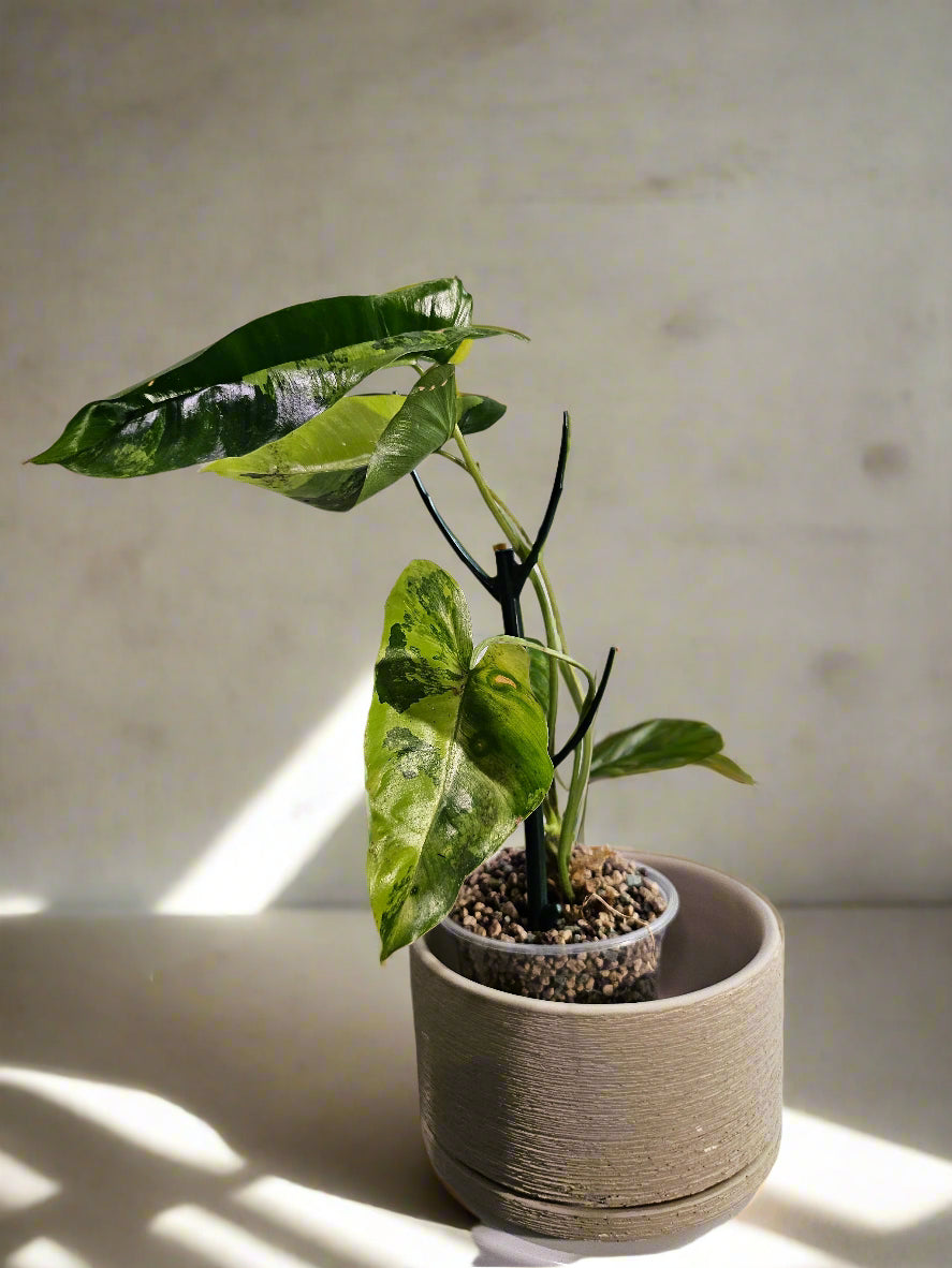 The Philodendron Burle Marx Variegated is a rare, fast-growing tropical stunner with glossy, marbled leaves and climbing vines—easy care, big impact.