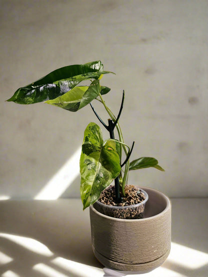 The Philodendron Burle Marx Variegated is a rare, fast-growing tropical stunner with glossy, marbled leaves and climbing vines—easy care, big impact.