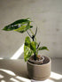 The Philodendron Burle Marx Variegated is a rare, fast-growing tropical stunner with glossy, marbled leaves and climbing vines—easy care, big impact.
