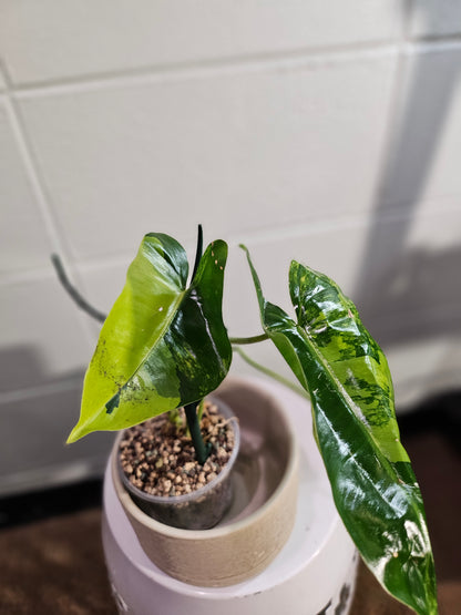 The Philodendron Burle Marx Variegated is a rare, fast-growing tropical stunner with glossy, marbled leaves and climbing vines—easy care, big impact.