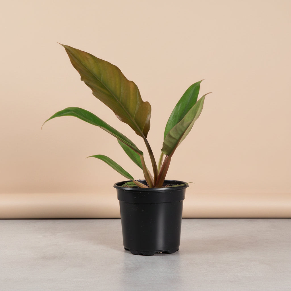 The Philodendron Choco Empress is a rare tropical plant featuring velvety leaves that transition from chocolate-brown to deep green as they mature.