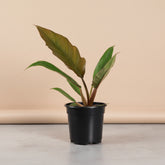 The Philodendron Choco Empress is a rare tropical plant featuring velvety leaves that transition from chocolate-brown to deep green as they mature.