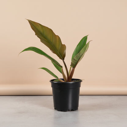 The Philodendron Choco Empress is a rare tropical plant featuring velvety leaves that transition from chocolate-brown to deep green as they mature.