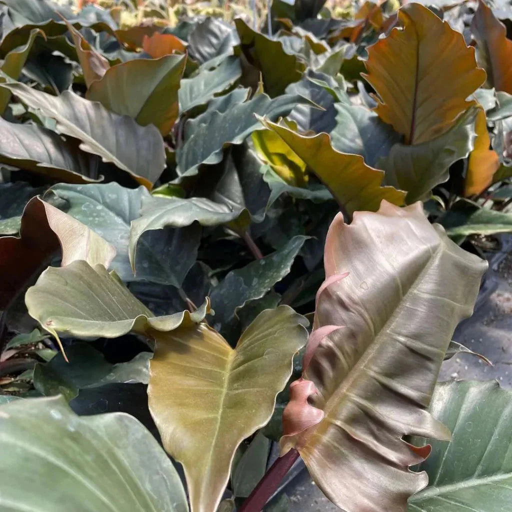 The Philodendron Choco Empress is a rare tropical plant featuring velvety leaves that transition from chocolate-brown to deep green as they mature. A climber by nature, it thrives in bright, indirect light and high humidity, making it perfect for collectors seeking exotic beauty. With support, it can grow up to 6 feet tall, adding elegance to any space.