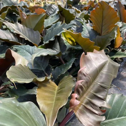 The Philodendron Choco Empress is a rare tropical plant featuring velvety leaves that transition from chocolate-brown to deep green as they mature. A climber by nature, it thrives in bright, indirect light and high humidity, making it perfect for collectors seeking exotic beauty. With support, it can grow up to 6 feet tall, adding elegance to any space.