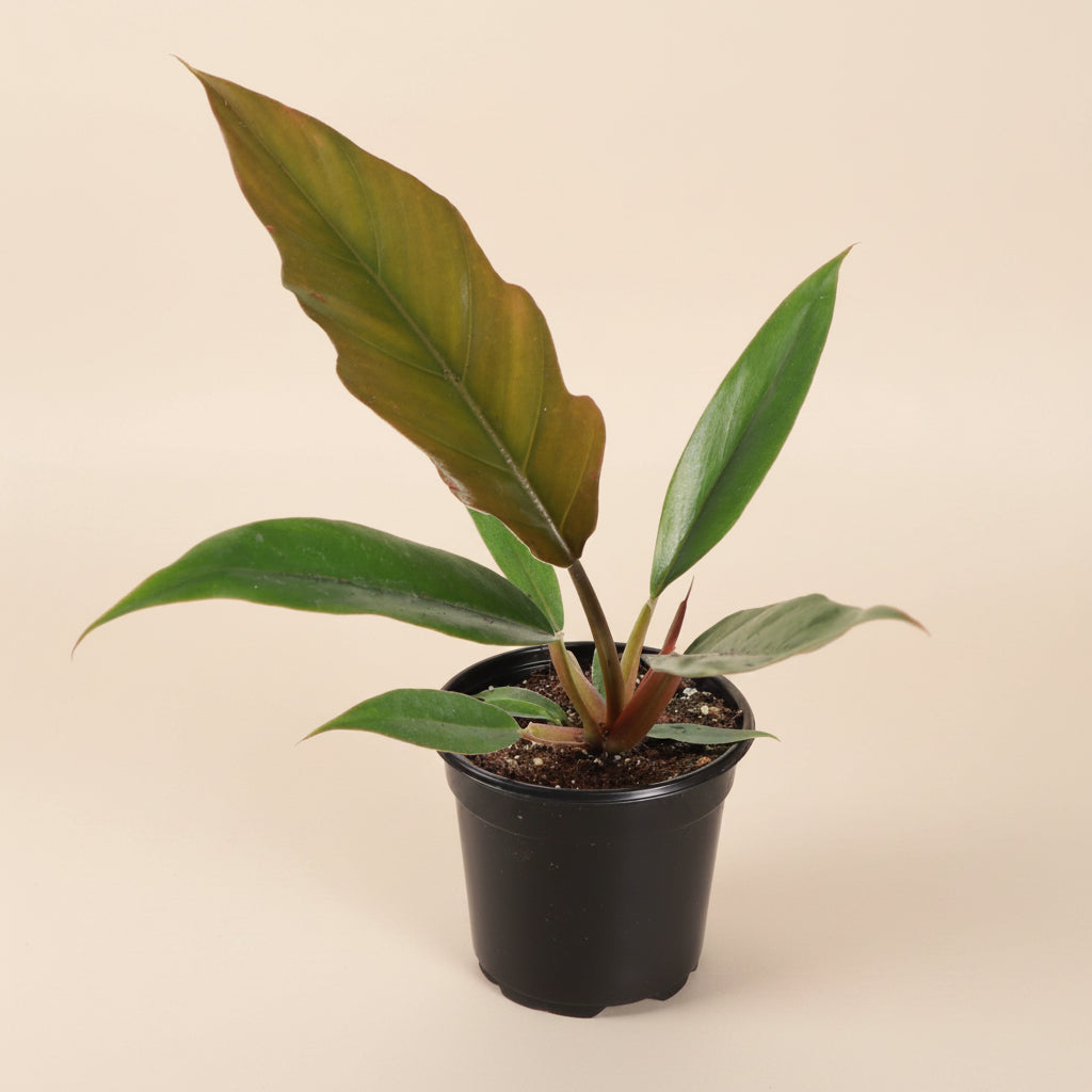 The Philodendron Choco Empress is a rare tropical plant featuring velvety leaves that transition from chocolate-brown to deep green as they mature.