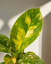 copper fungus philodendron 4" Variegated Philodendron Green Congo 'Copper Flame'
