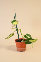 Philodendron Cream Splash with creamy variegated leaves and trailing vines. A rare houseplant perfect for bright indoor spaces and plant collectors.