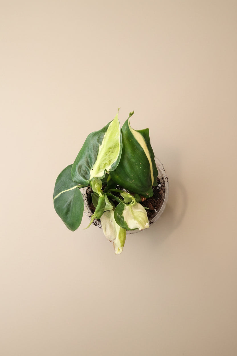 Philodendron Cream Splash with creamy variegated leaves and trailing vines. A rare houseplant perfect for bright indoor spaces and plant collectors.