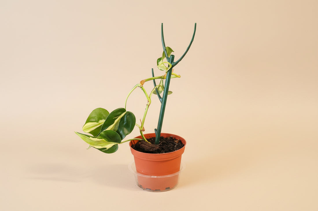 Philodendron Cream Splash with creamy variegated leaves and trailing vines. A rare houseplant perfect for bright indoor spaces and plant collectors.