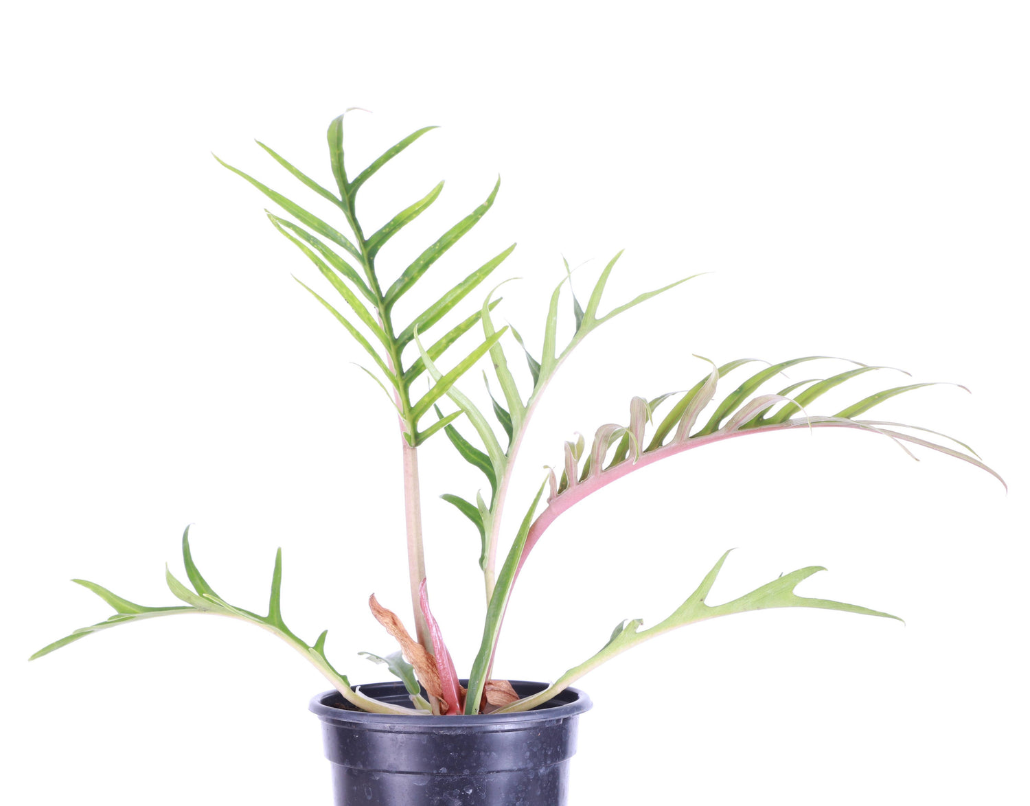 The Philodendron Tortum is a rare, fast-growing vine with deep-cut, skeleton-like leaves, making it a striking centerpiece for any plant collection. Thriving in bright, indirect light, it adds unique, architectural greenery to your space. Perfect for plant enthusiasts, this chill plant grows quickly and stands out with its bold foliage.