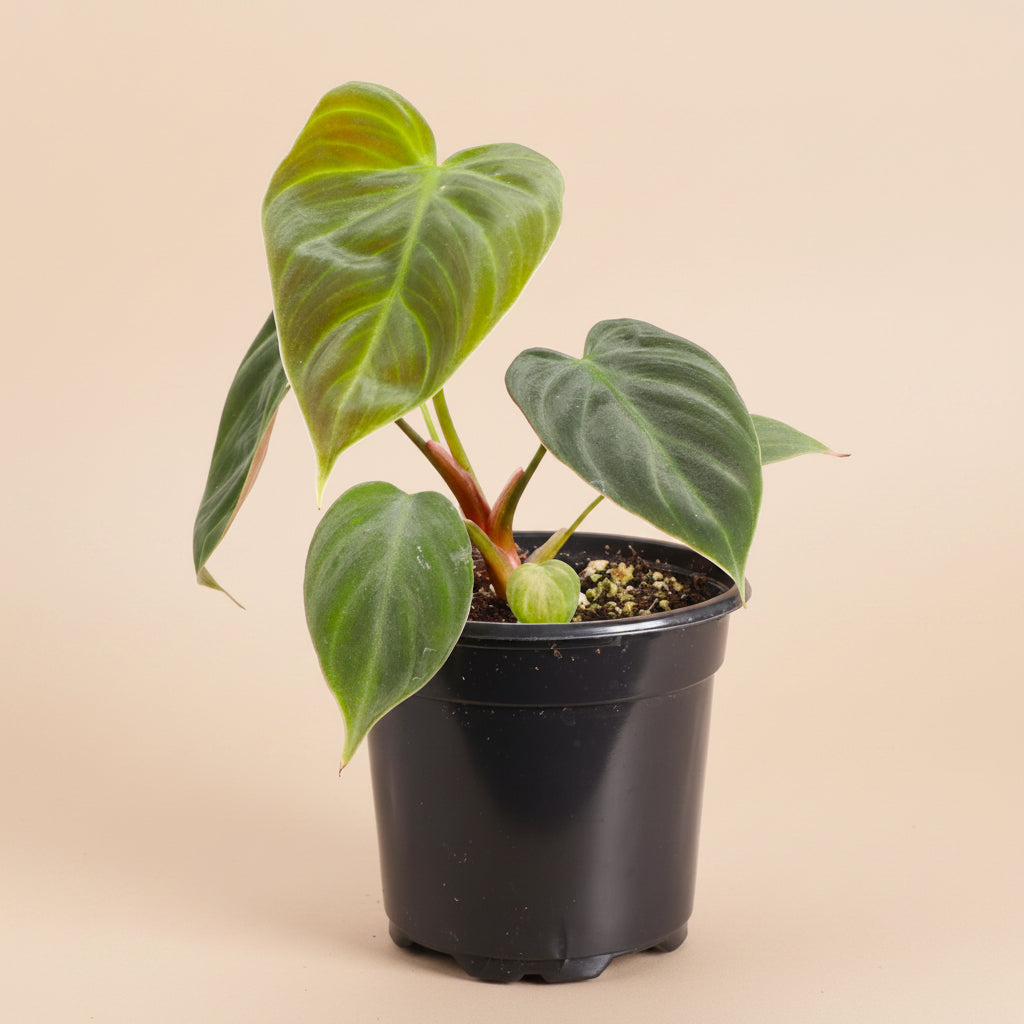 Philodendron El Choco Red is a rare collector plant with large velvety green leaves, striking red undersides and a dramatic climbing tropical growth habit.