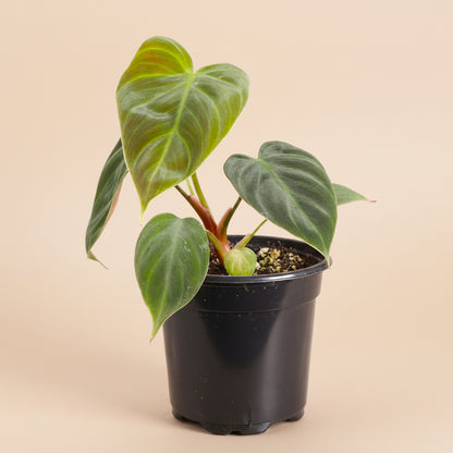 Philodendron El Choco Red is a rare collector plant with large velvety green leaves, striking red undersides and a dramatic climbing tropical growth habit.