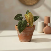 Philodendron El Choco Red is a rare collector plant with large velvety green leaves, striking red undersides and a dramatic climbing tropical growth habit.