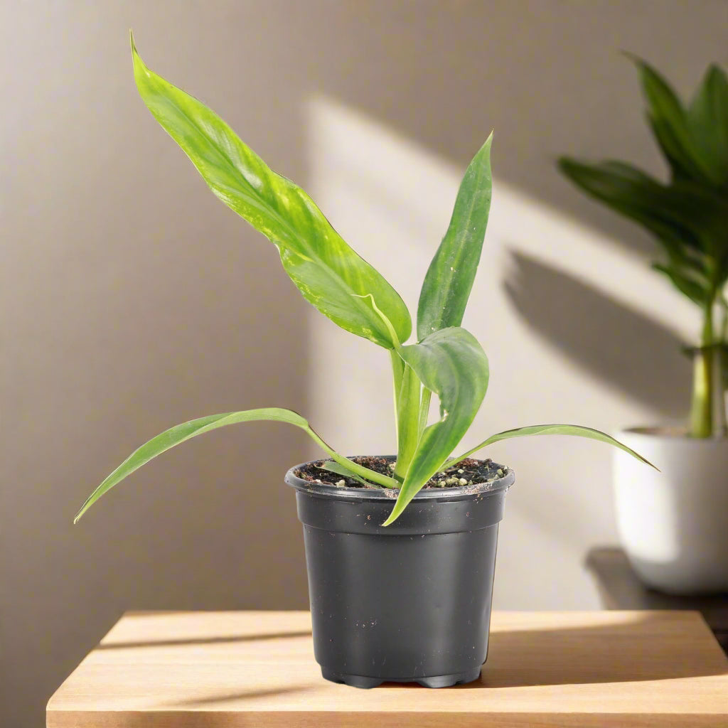 Rare Philodendron &