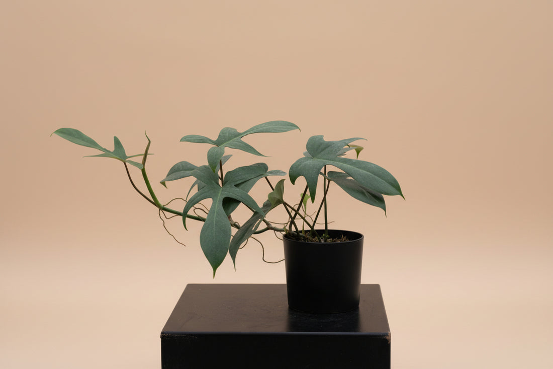 Philodendron Florida 4" plant with sculptural, lobed leaves and easy tropical care. A collector-favorite climbing aroid perfect for bright, stylish indoor spaces.