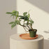 Philodendron Florida 4" plant with sculptural, lobed leaves and easy tropical care. A collector-favorite climbing aroid perfect for bright, stylish indoor spaces.