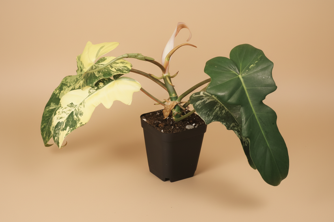 Philodendron Florida Beauty × Mayoi is a rare climbing hybrid with deeply cut leaves and bold cream variegation, prized for its wild, sculptural foliage.