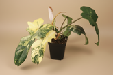 Philodendron Florida Beauty × Mayoi is a rare climbing hybrid with deeply cut leaves and bold cream variegation, prized for its wild, sculptural foliage.