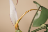 Philodendron Florida Beauty × Mayoi