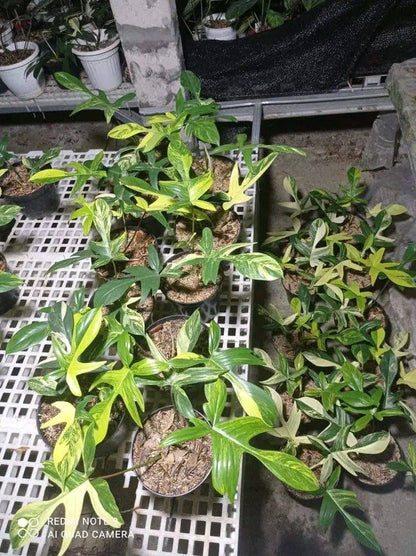 The Philodendron Florida Beauty Variegated features rare cream, yellow, and green variegation. Thrives in bright, indirect light with high humidity and climbing support