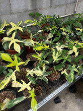 The Philodendron Florida Beauty Variegated features rare cream, yellow, and green variegation. Thrives in bright, indirect light with high humidity and climbing support