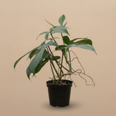 Philodendron Florida 4" plant with sculptural, lobed leaves and easy tropical care. A collector-favorite climbing aroid perfect for bright, stylish indoor spaces.